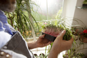 Pestovanie byliniek v paneláku. Zdroj foto: Freepik.com