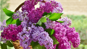 ZDROJ.sdp.nongdanct.com
